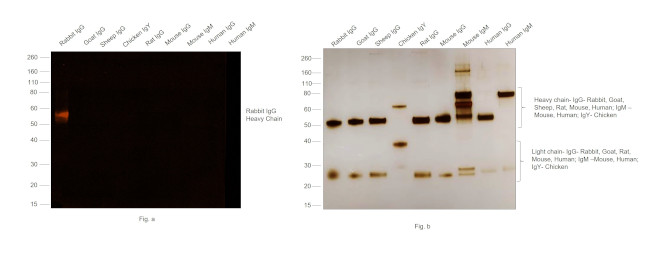 Rabbit IgG (H+L) Secondary Antibody in Western Blot (WB)