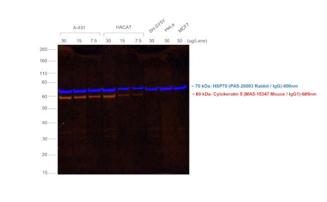 Mouse IgG (H+L) Secondary Antibody in Western Blot (WB)