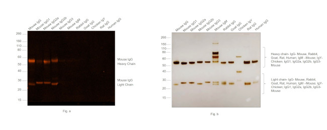 Mouse IgG (H+L) Secondary Antibody in Western Blot (WB)