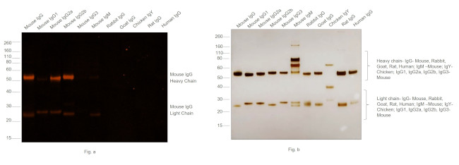 Mouse IgG (H+L) Secondary Antibody in Western Blot (WB)