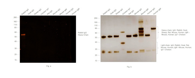 Rabbit IgG (H+L) Secondary Antibody in Western Blot (WB)