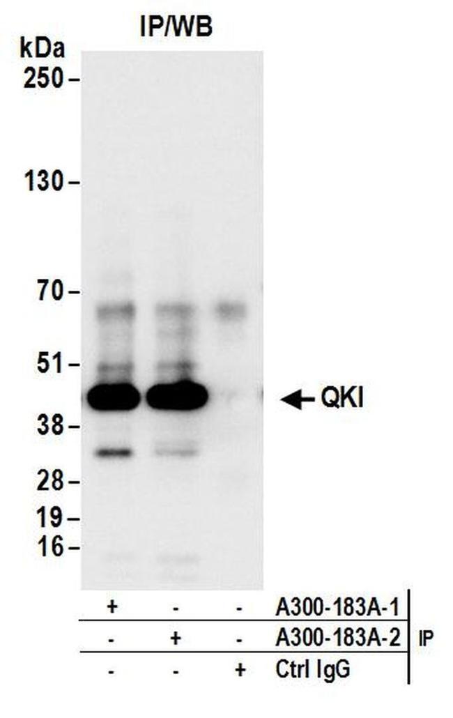 QKI Antibody in Western Blot (WB)