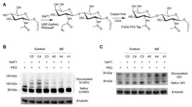 QKI Antibody in Western Blot (WB)