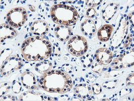 QPRT Antibody in Immunohistochemistry (Paraffin) (IHC (P))