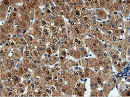 QPRT Antibody in Immunohistochemistry (Paraffin) (IHC (P))