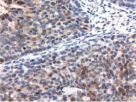 QPRT Antibody in Immunohistochemistry (Paraffin) (IHC (P))