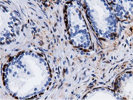 QPRT Antibody in Immunohistochemistry (Paraffin) (IHC (P))