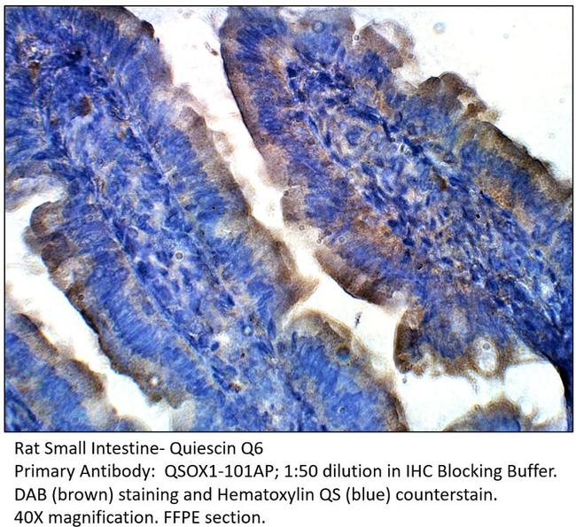 Quiescin Q6 Antibody in Immunohistochemistry (Paraffin) (IHC (P))