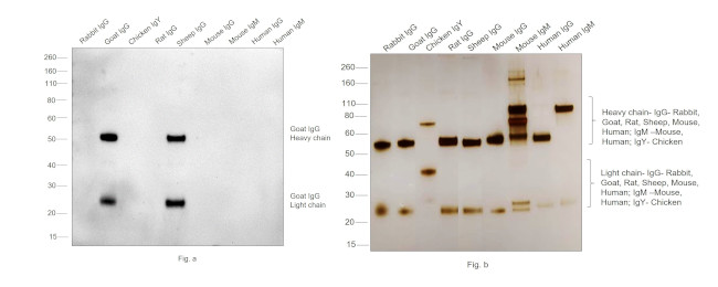 Goat IgG (H+L) Cross-Adsorbed Secondary Antibody in Western Blot (WB)