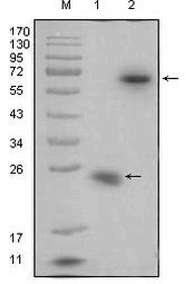 RSPO1 Antibody in Western Blot (WB)