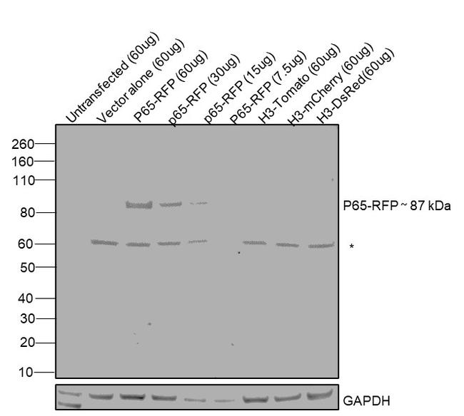 TagRFP Antibody in Western Blot (WB)