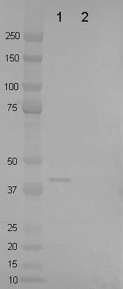 TagRFP Antibody in Western Blot (WB)