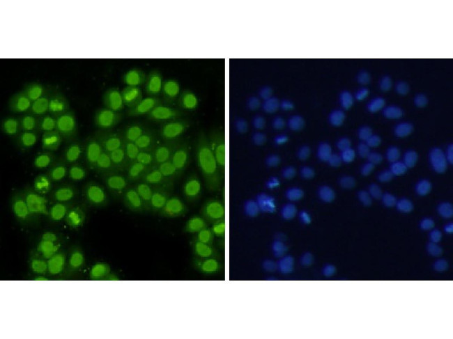 Histone H3 (di-methyl K4) Antibody in Immunocytochemistry (ICC/IF)