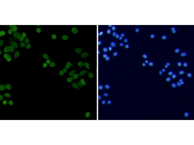 Histone H3 (di-methyl K4) Antibody in Immunocytochemistry (ICC/IF)