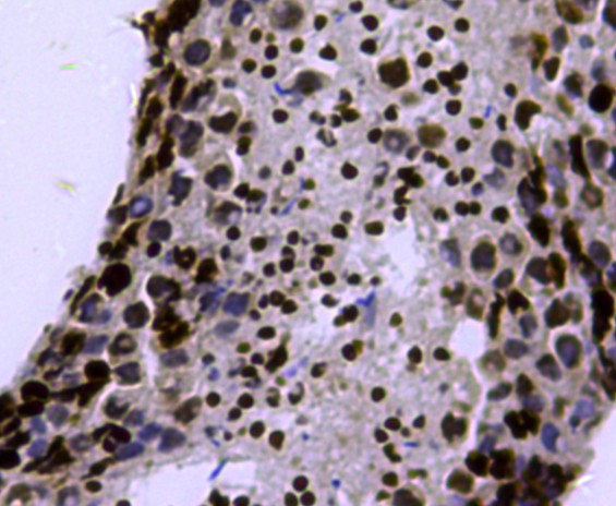 Histone H3 (di-methyl K4) Antibody in Immunohistochemistry (Paraffin) (IHC (P))