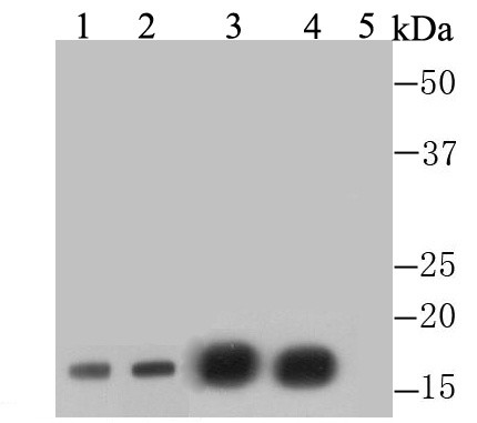 Histone H3 (di-methyl K4) Antibody in Western Blot (WB)