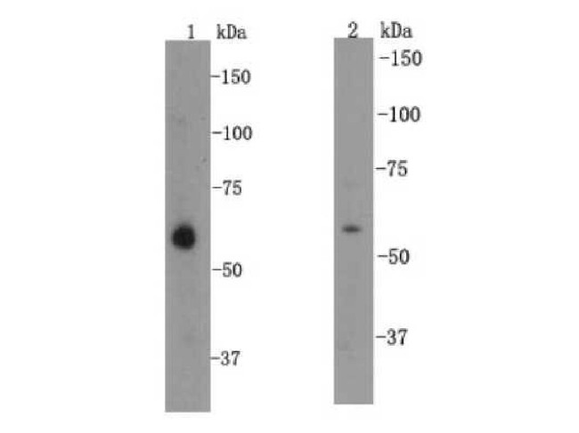 KLF4 Antibody in Western Blot (WB)