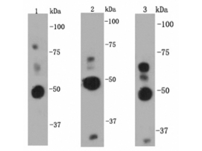 NF-kappa B p105/p50 Antibody in Western Blot (WB)