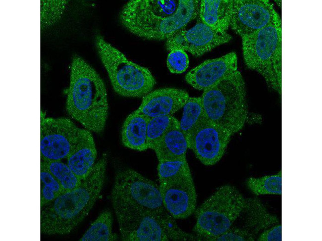 PRDM14 Antibody in Immunocytochemistry (ICC/IF)