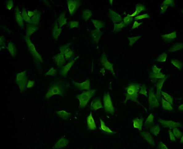 EEA1 Antibody in Immunocytochemistry (ICC/IF)