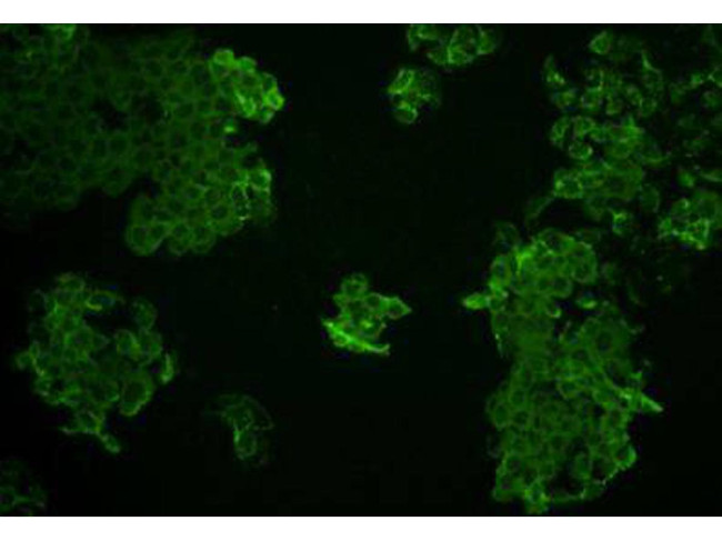 ZO2 Antibody in Immunocytochemistry (ICC/IF)