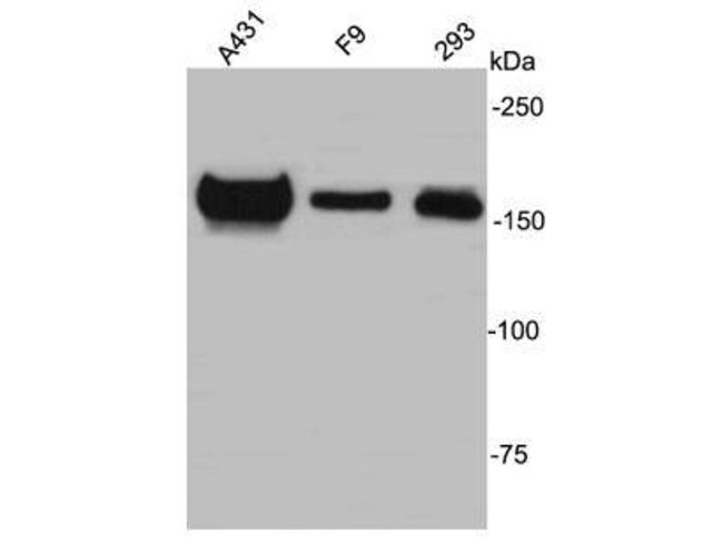 ZO2 Antibody in Western Blot (WB)