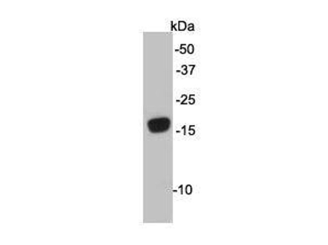 ATG12 Antibody in Western Blot (WB)