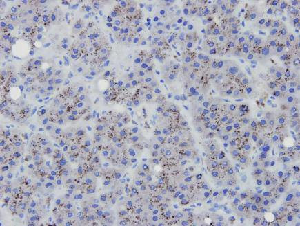 eNOS Antibody in Immunohistochemistry (Paraffin) (IHC (P))