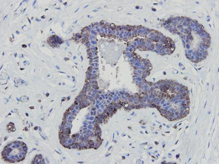 eNOS Antibody in Immunohistochemistry (Paraffin) (IHC (P))