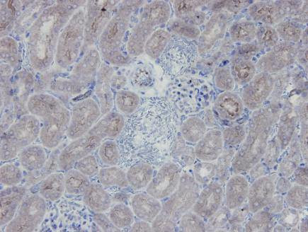 eNOS Antibody in Immunohistochemistry (Paraffin) (IHC (P))