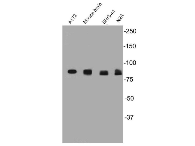 PSD95 Antibody in Western Blot (WB)