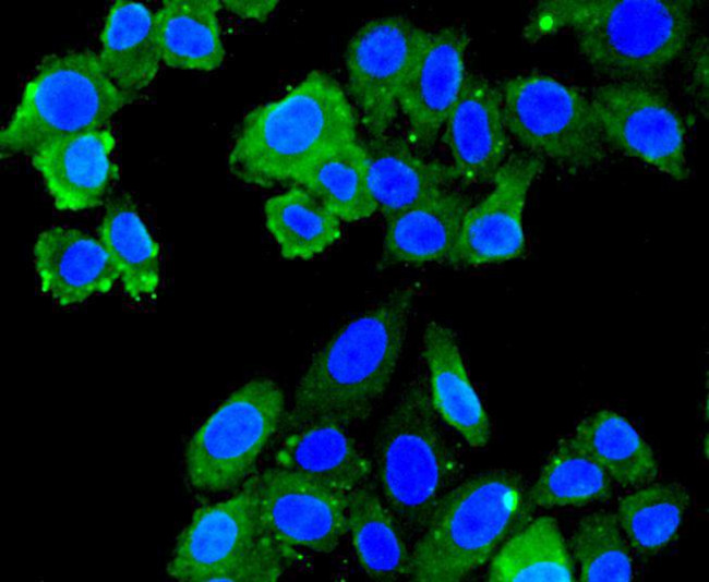 FPR2 Antibody in Immunocytochemistry (ICC/IF)