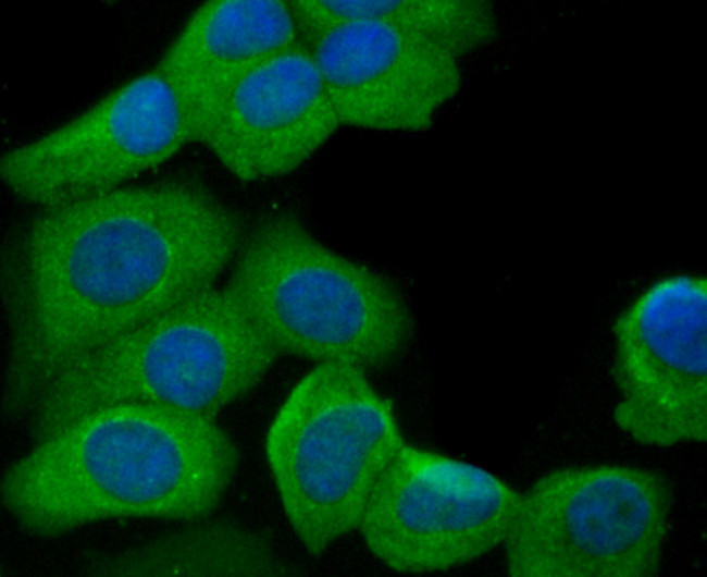 mTOR Antibody in Immunocytochemistry (ICC/IF)