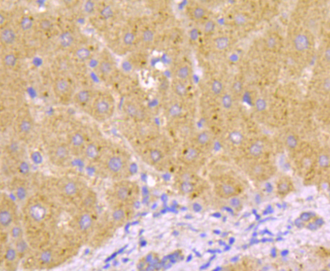 Caspase-1 Antibody in Immunohistochemistry (Paraffin) (IHC (P))