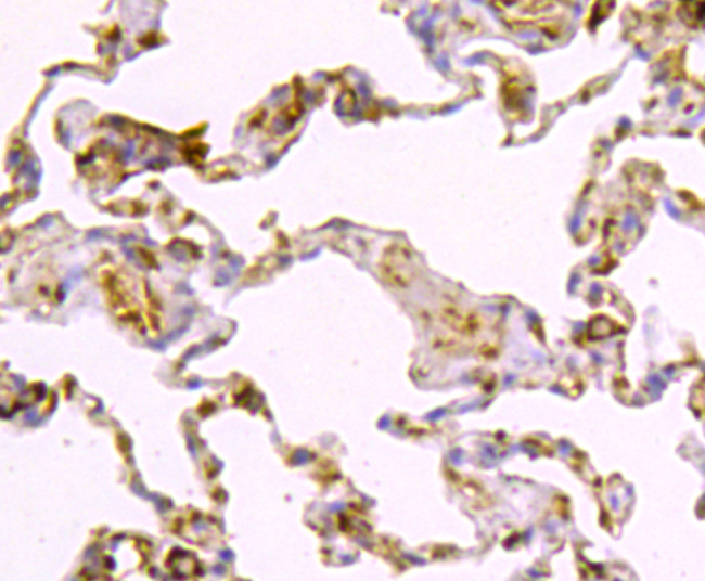 Caspase-1 Antibody in Immunohistochemistry (Paraffin) (IHC (P))