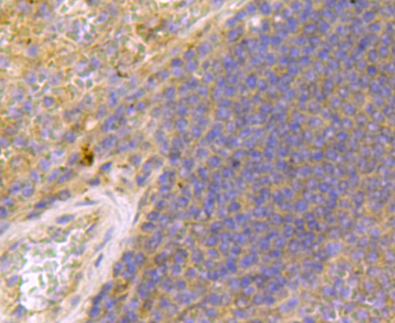 Caspase-1 Antibody in Immunohistochemistry (Paraffin) (IHC (P))