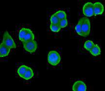SMAD3 Antibody in Immunocytochemistry (ICC/IF)