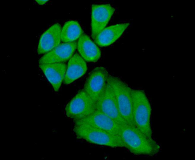 nNOS Antibody in Immunocytochemistry (ICC/IF)