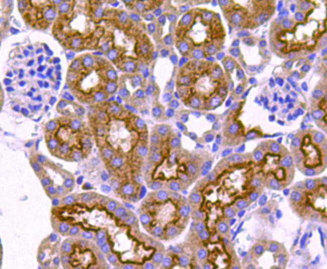 nNOS Antibody in Immunohistochemistry (Paraffin) (IHC (P))