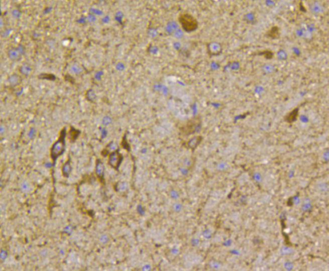 nNOS Antibody in Immunohistochemistry (Paraffin) (IHC (P))