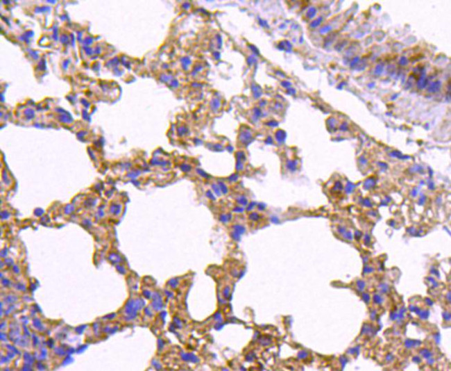 nNOS Antibody in Immunohistochemistry (Paraffin) (IHC (P))