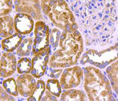 nNOS Antibody in Immunohistochemistry (Paraffin) (IHC (P))