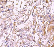 nNOS Antibody in Immunohistochemistry (Paraffin) (IHC (P))