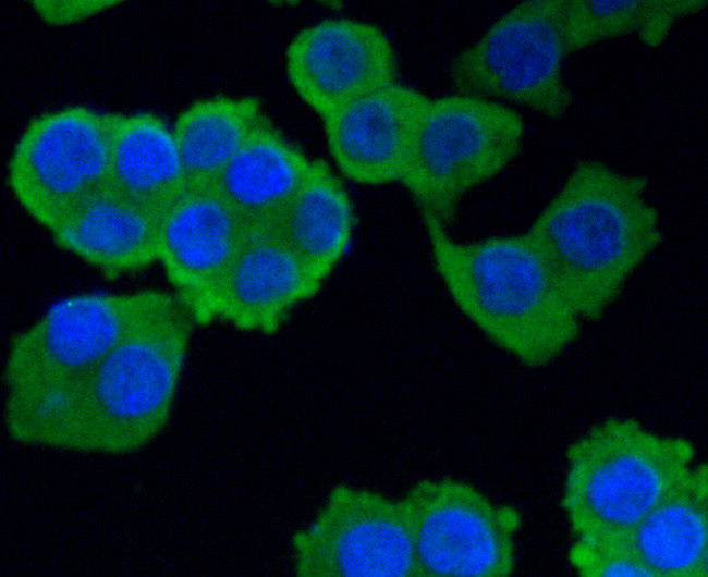 Hsc70 Antibody in Immunocytochemistry (ICC/IF)