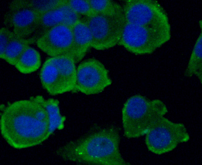 Hsc70 Antibody in Immunocytochemistry (ICC/IF)