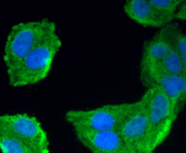 Hsc70 Antibody in Immunocytochemistry (ICC/IF)