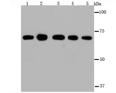 Hsc70 Antibody in Western Blot (WB)