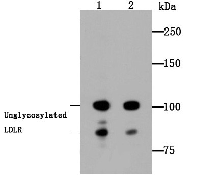 LDL Receptor Antibody in Western Blot (WB)