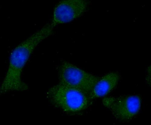 RON Antibody in Immunocytochemistry (ICC/IF)