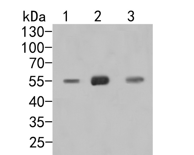 GPCR RDC1/CXCR-7 Antibody in Western Blot (WB)